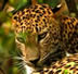 Leopard Safari - Sri Lanka © Travelling Divas