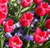 Tulipes - Netherlands © Sonia Jones