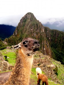 Machu Picchu - Peru © Trevor Jones