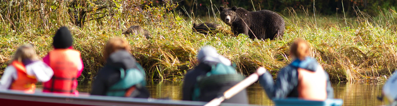 Grizzly Bear Viewing Session © Great Bear Lodge